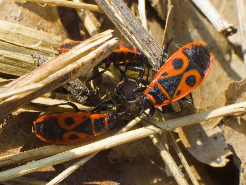 Pyrrhocoris apterus (Linnaeus, 1758)